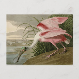 Roseate Spoonbill Postkarte