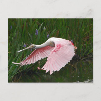 Roseate Spoonbill Postkarte