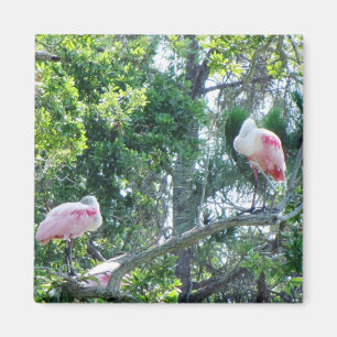 Roseate Spoonbill Sleeping Magnet