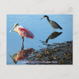 Roseate Spoonbill und Little Blue Heron Postkarte
