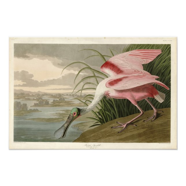 Roseate Spoonbill von Audubons Vögeln Amerikas Fotodruck (Vorne)