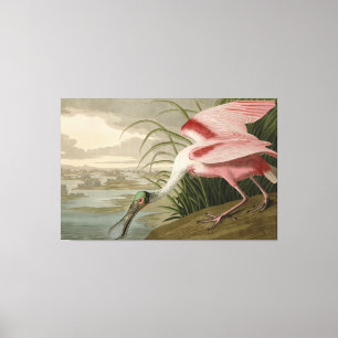 Roseate Spoonbill von Audubons Vögeln Amerikas Leinwanddruck