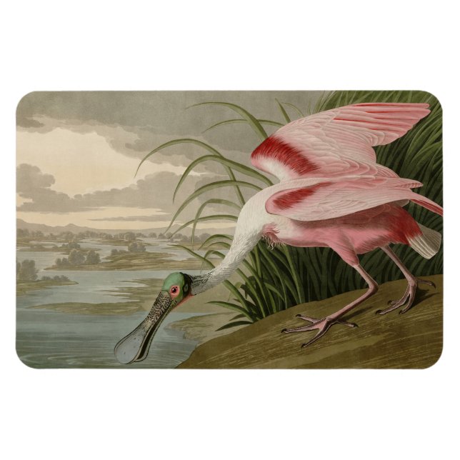 Roseate Spoonbill von Audubons Vögeln Amerikas Magnet (Horizontal)