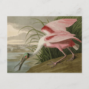 Roseate Spoonbill von Audubons Vögeln Amerikas Postkarte