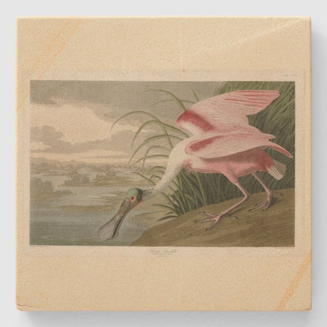 Roseate Spoonbill von Audubons Vögeln Amerikas Steinuntersetzer (Vorderseite)