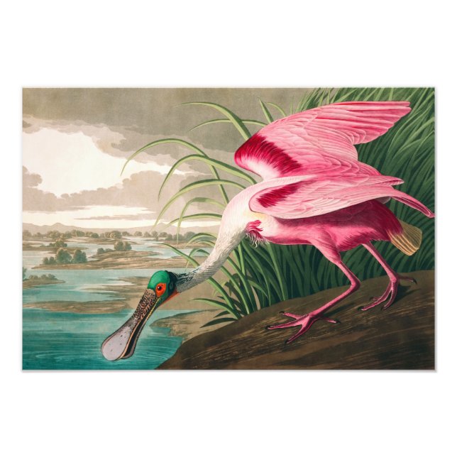 Roseate Spoonbill von John James Audubon Fotodruck (Vorne)