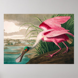 Roseate Spoonbill von John James Audubon Poster