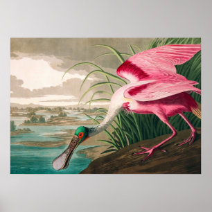Roseate Spoonbill von John James Audubon Poster