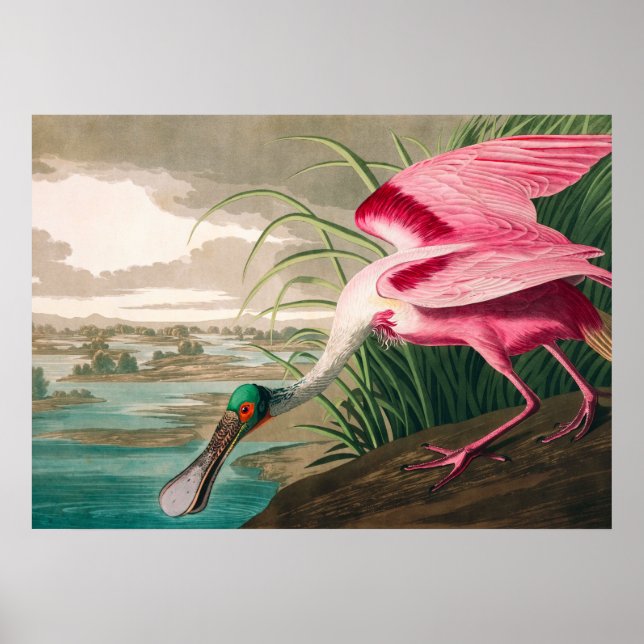 Roseate Spoonbill von John James Audubon Poster (Vorne)