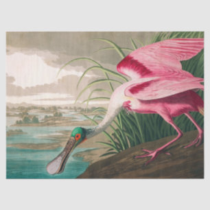 Roseate Spoonbill von John James Audubon Seidenpapier