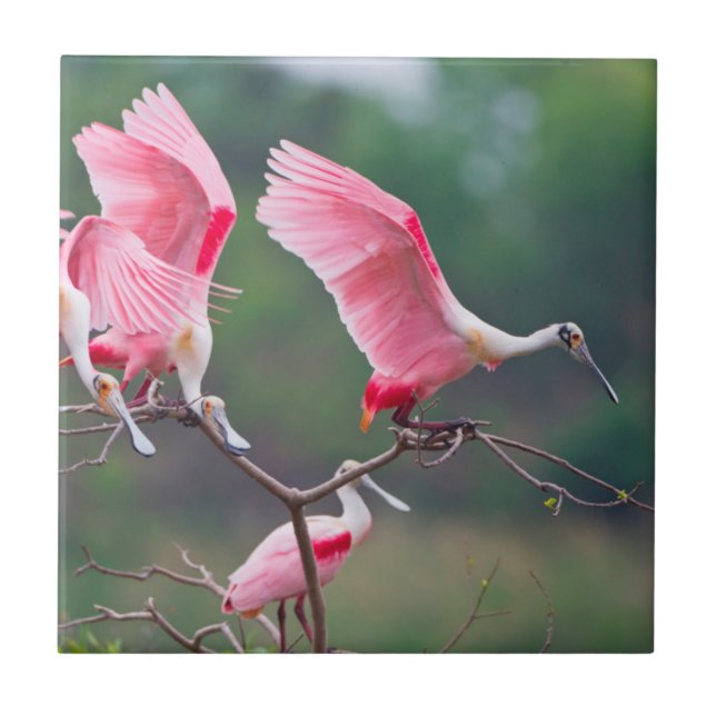 Roseate Spoonbills (Ajaia Ajaja) Landung Fliese (Vorderseite)