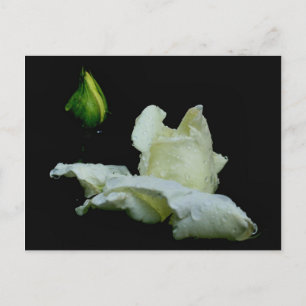 Rosebud après la pluie Fleur Photographie Carte Po