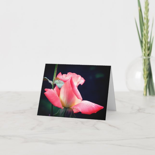 Rosebud Delight Blumenfotografie (Vorderseite)