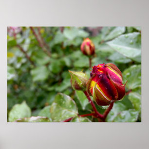 rosebud in the rain poster