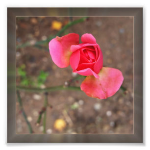 Rosebud November Fotodruck