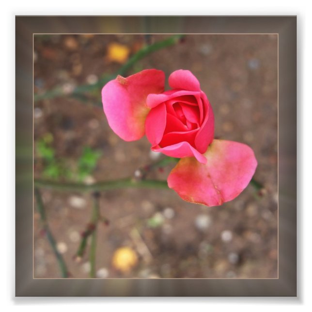 Rosebud November Fotodruck (Vorne)