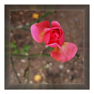 Rosebud November Poster