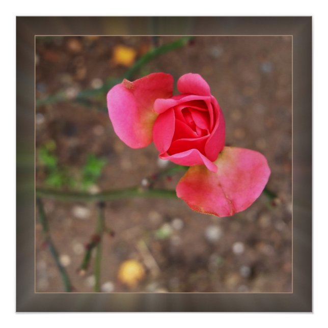 Rosebud November Poster (Vorderseite)