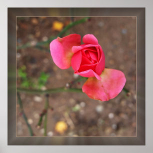 Rosebud November Poster