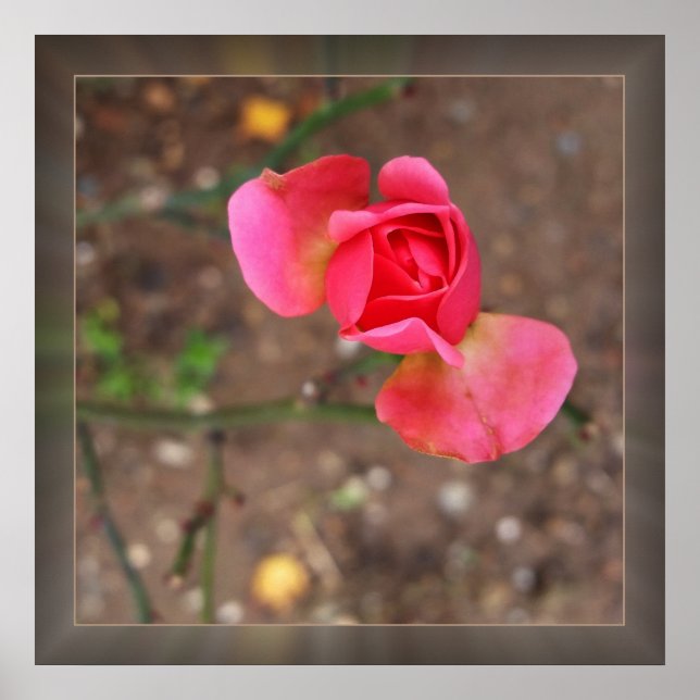 Rosebud November Poster (Vorne)