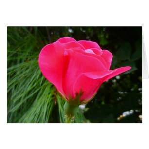 Rosebud sur Green