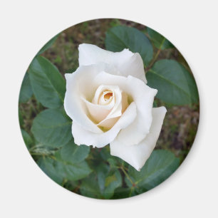 Rosebude Magnet