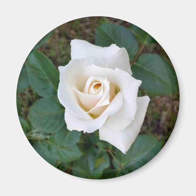 Rosebude Magnet (Vorne)