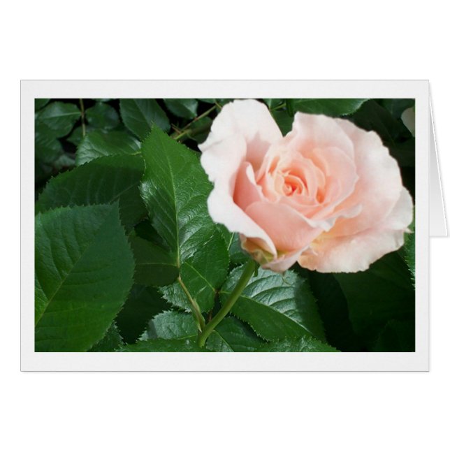 RoseCard (Devant horizontal)
