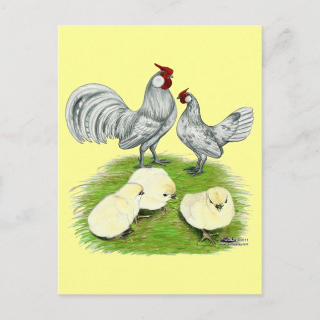 Rosecomb Bantams and Chicks Postkarte (Vorderseite)