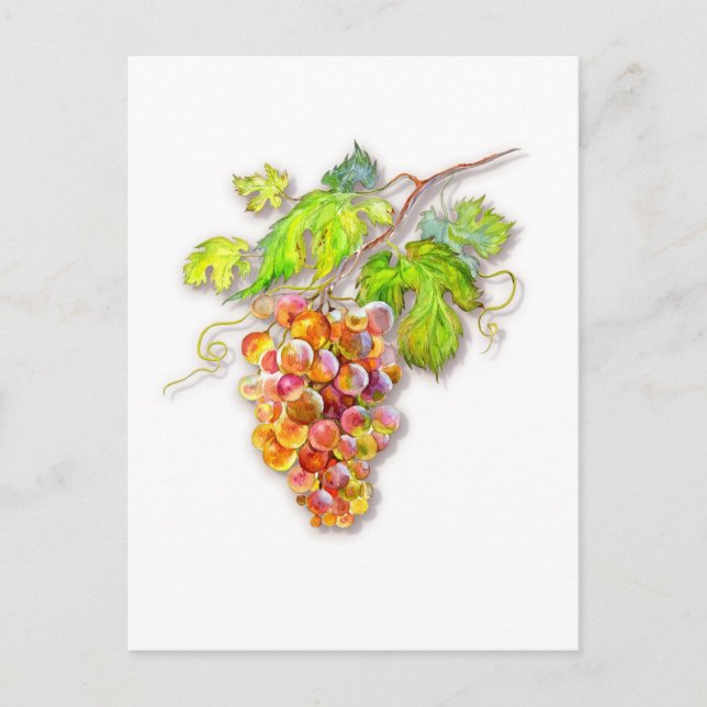 Roségoldene Trauben – Botanische Aquarellmalerei Postkarte (Vorderseite)