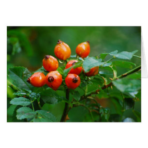 Rosehip après pluie 3