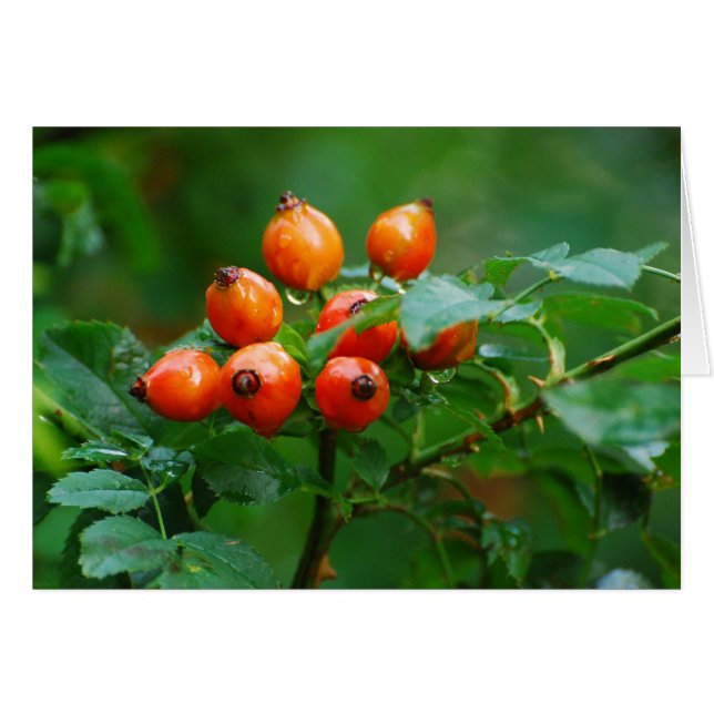 Rosehip après pluie 3 (Devant horizontal)