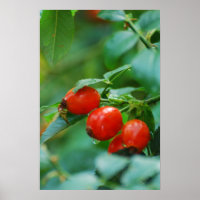 Rosehip-Busch nach Regen