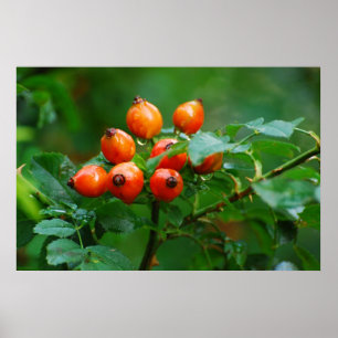 Rosehip nach Regen Poster