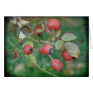 Rosehips avec texture