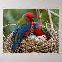 Rosella Birds