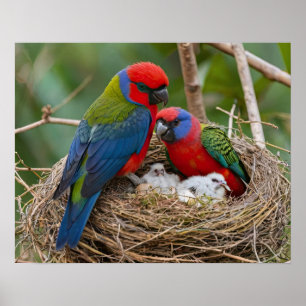 Rosella Birds Poster