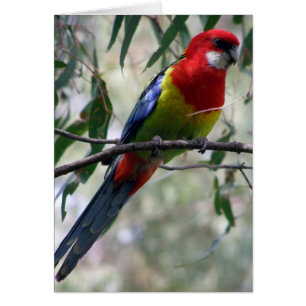 Rosella oriental obtenant le ver…