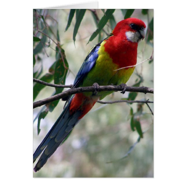 Rosella oriental obtenant le ver… (Devant)