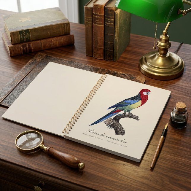 Rosella orientale ou Perruche à tête pâle Platycer (Eastern rosella or Platycercus eximius parakeet. Planner)