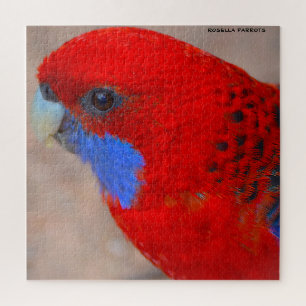 Rosella-Papageien Australien