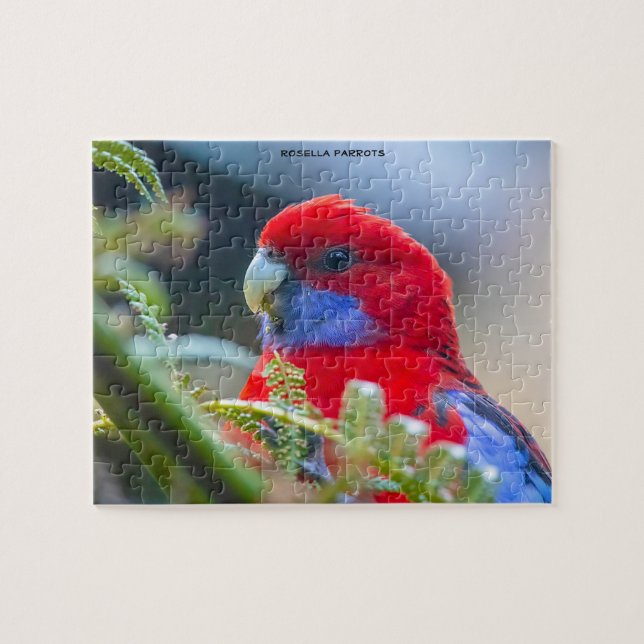 Rosella Parrots Australien (Horizontal)