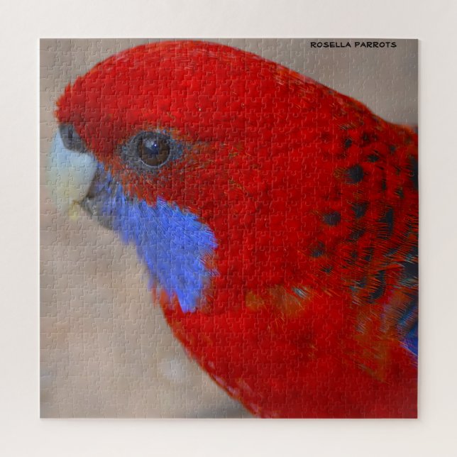 Rosella Parrots Australien (Vertikal)