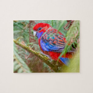 Rosella-Vögel Australiens