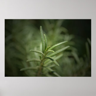 Rosemary Beauty Poster