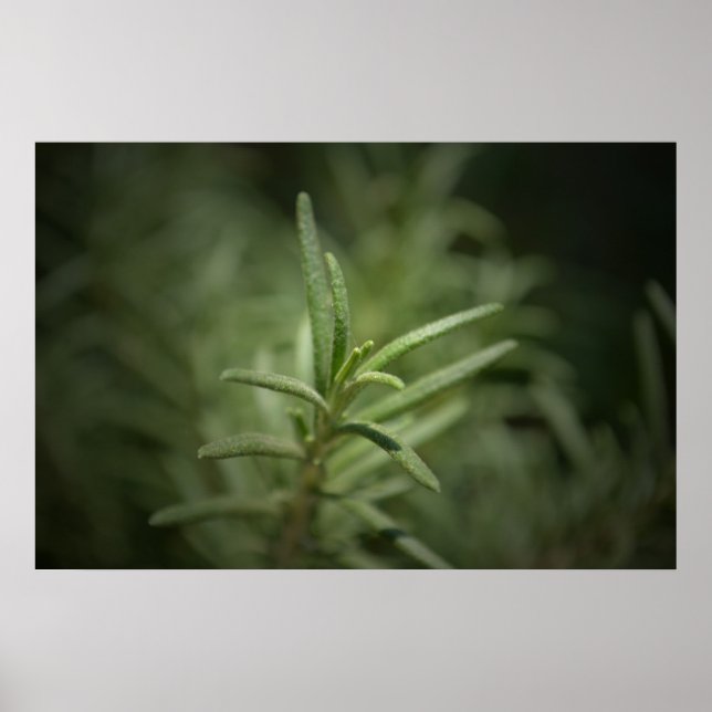 Rosemary Beauty Poster (Vorne)