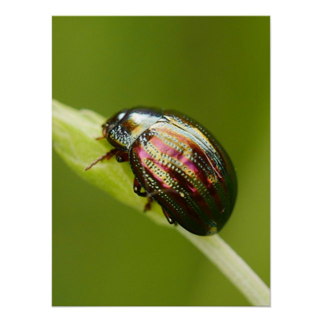 Rosemary Beetle Poster (Vorderseite)
