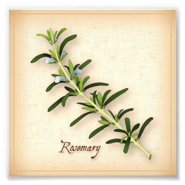Rosemary Herb Foto Print (Vorne)