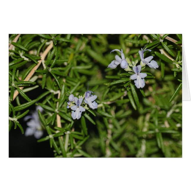 Rosemary in blühendem KräuterFoto (Vorderseite (Horizontal))
