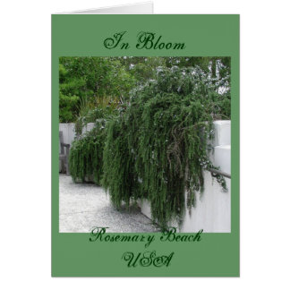 Rosemary-Strand, Rosemary